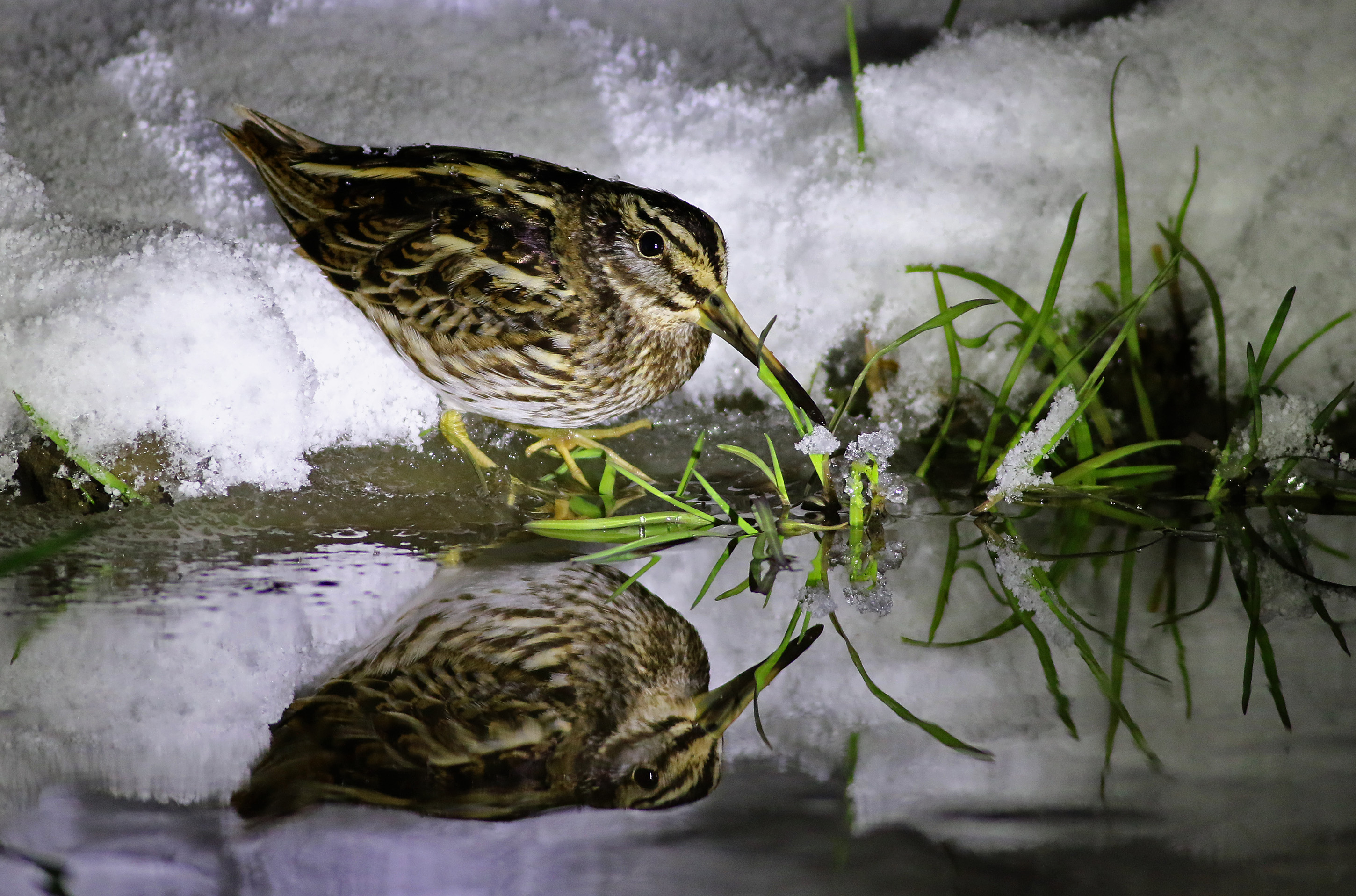 Jack Snipe